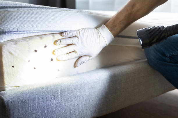 Best Emergency Pest Control  in Hammond, LA