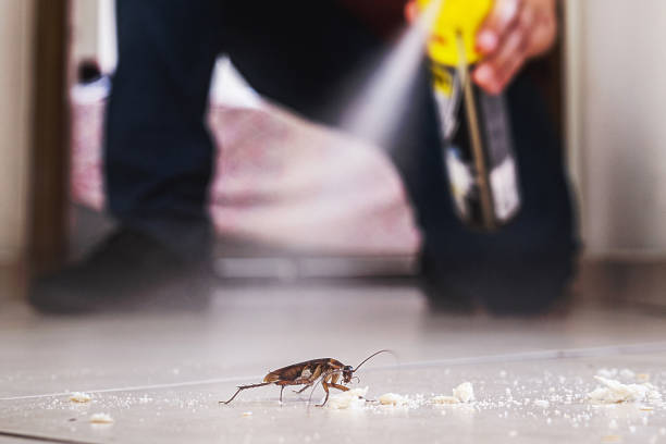 Best Flea Control Services  in Hammond, LA